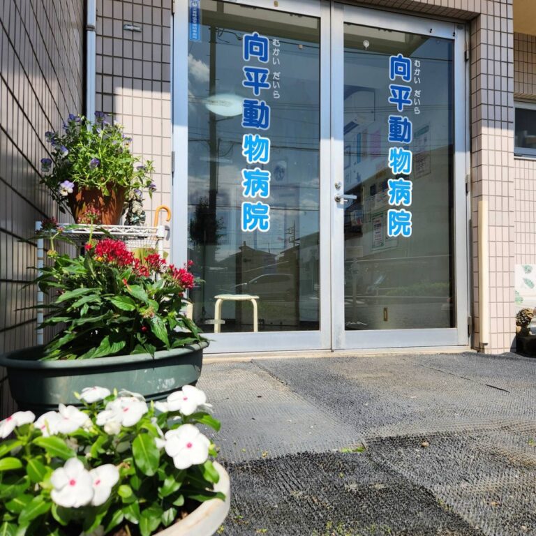 向平動物病院
